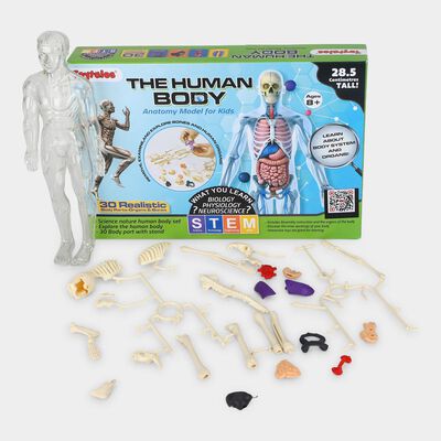 Human Body Anatomy Model 