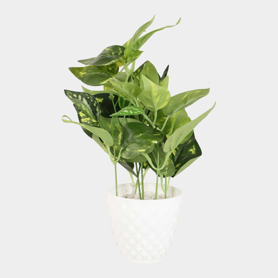 Decorative Plant, , large image number null