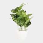 Decorative Plant, , small image number null
