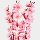 Decorative Plant, , small image number null