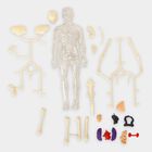 Human Body Anatomy Model , , small image number null