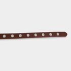 Women's Brown Polyurethane Belt, , small