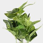 Decorative Plant, , small image number null
