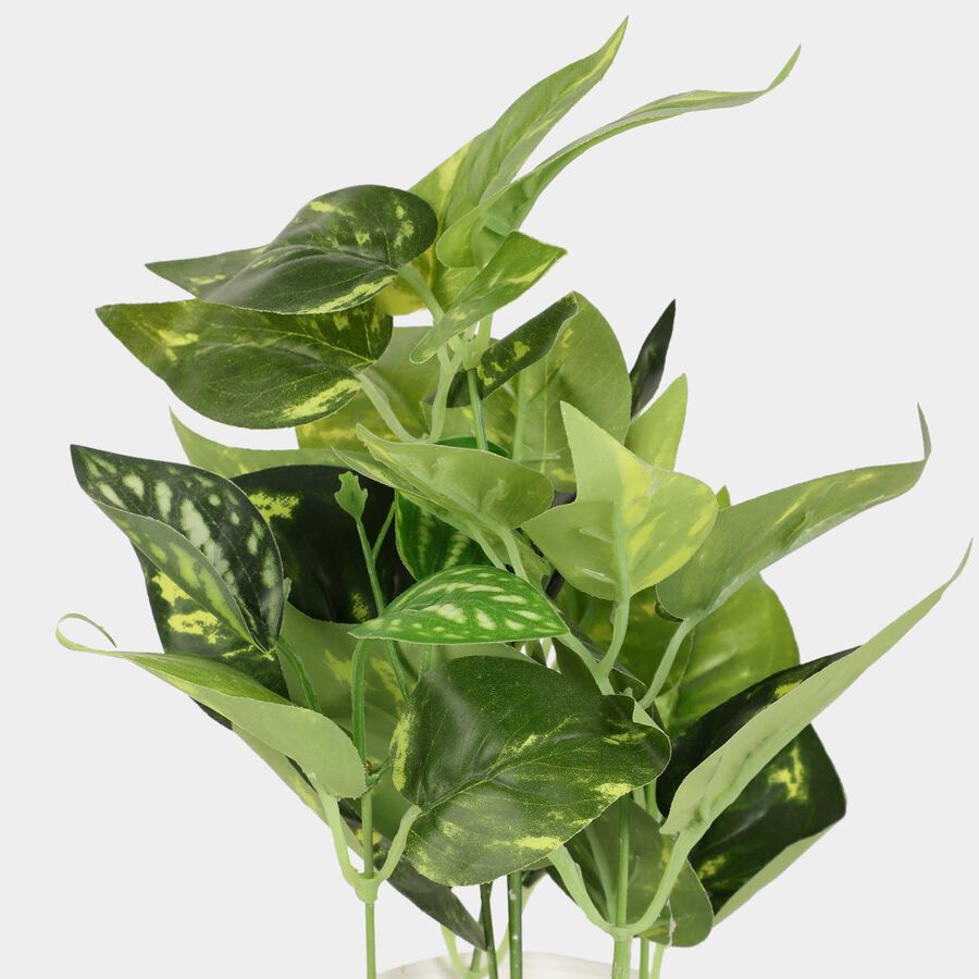 Decorative Plant, , large image number null