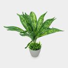 Plastic Artifical Plant, , small